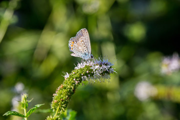 Farfalla colorata che succhia il nettare da un fiore su sfondo sfocato