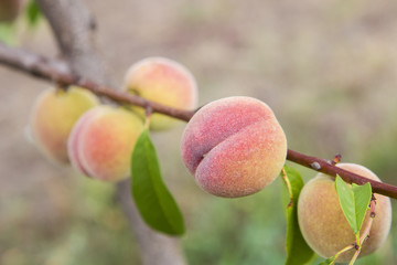 peach on the tree