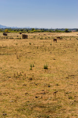 Fototapeta na wymiar Chevaux dans un champs jaunis par la sècheresse