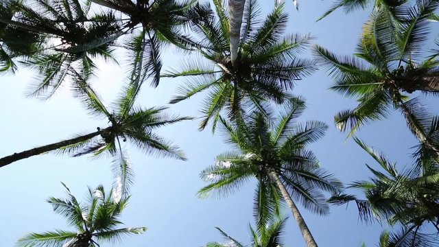 Palmen an einem Strand in Costa Rica von unten gefilmt