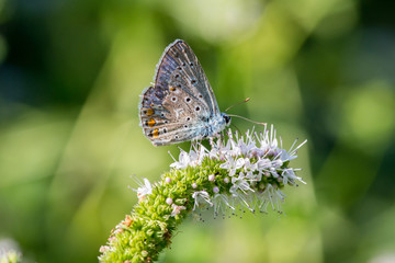 Farfalla su fiore in primo piano e sfondo sfocato