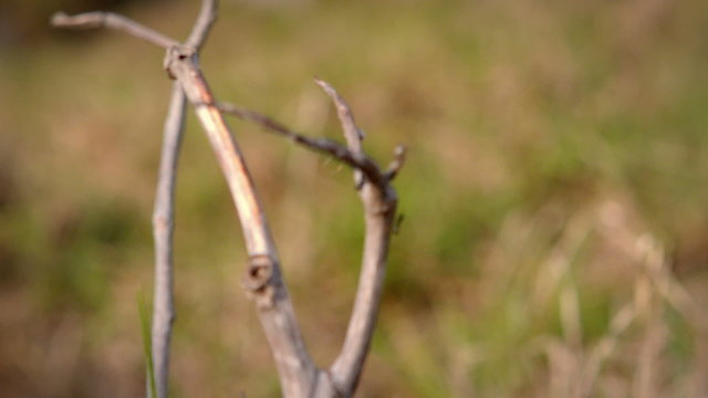 Close up view of a stick with insects