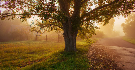 Fototapeta na wymiar Silhouette of an Old Tree in the Morning Light. Web Banner.