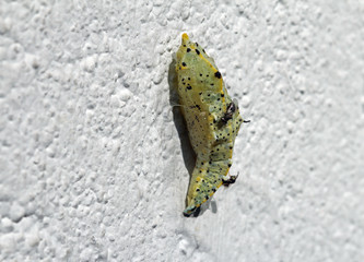 metamorphose, verpuppung zum falter