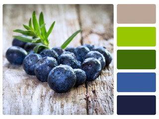 colour palette swatch