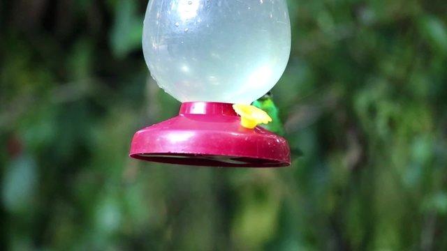 Kolibris trinkt aus einem Beh&auml;lter mit s&uuml;&szlig;er Fl&uuml;ssigkeit
