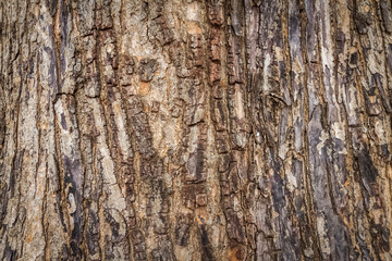 wood texture of tree