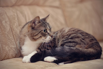 Gray striped cat with green eyes.