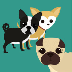 PetÂ´s love design