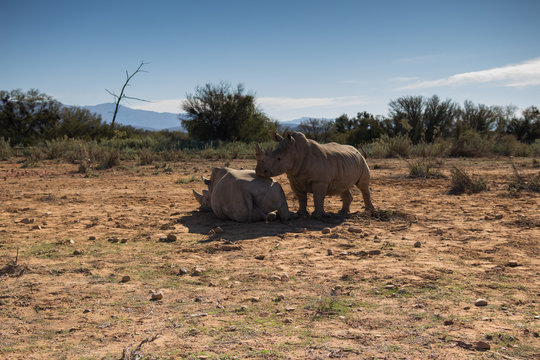 Interesting vacation rhinos