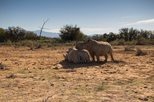Interesting vacation rhinos.