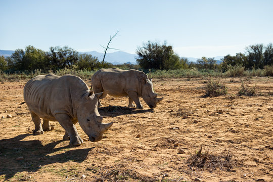 Rhinos in the wild.
