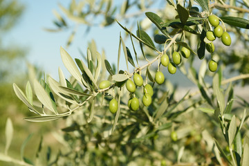 Olive trees garden, mediterranean olive field ready for harvest.