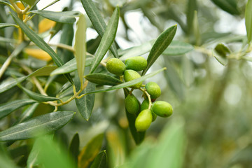 Olive trees garden, mediterranean olive field ready for harvest.