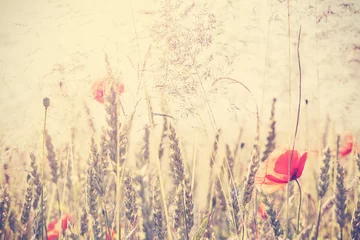 Poster de jardin Coquelicots Prairie sauvage filtrée vintage rétro avec des fleurs de pavot au lever du soleil