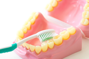 Denture shows how to use toothbrush, dental equipment