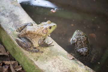 Group of bullfrogs in the swamp