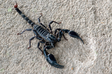 Black scorpion