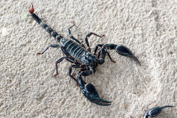 Black scorpion