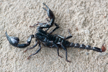 Black scorpion
