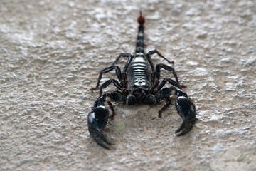 Black scorpion