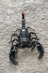 Black scorpion
