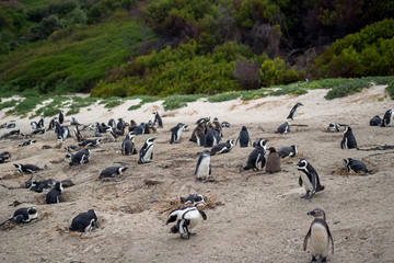 Penguins in Africa./  Many penguins nest on the African coast.