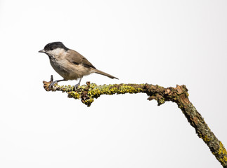 mésange boréale