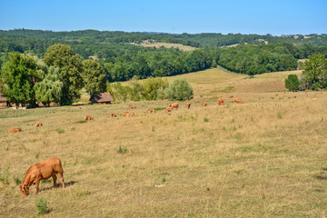 Obraz premium vaches en pâture