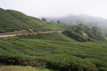 Fototapeta na wymiar Tea Plantation in the Cameron Highlands, Malaysia