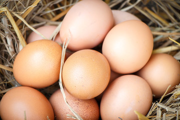 Group of raw eggs put on straw in farm