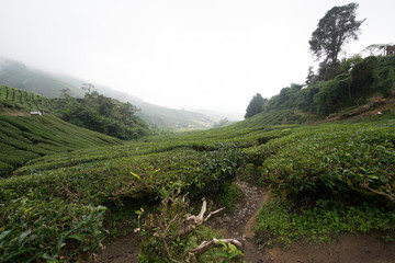 Tea Plantation in the Cameron Highlands, Malaysia