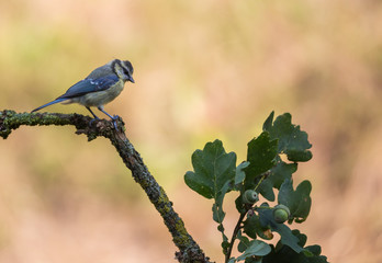 mésange