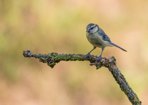 m&eacute;sange