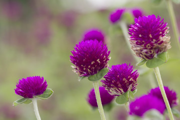 Globe amaranth violet flower