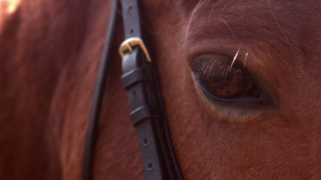 Close up view of a horse eye