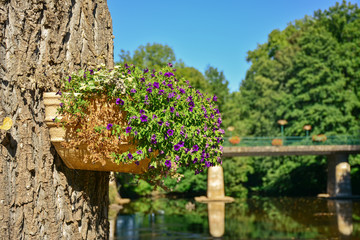 jardinière de fleurs sur un tronc d'arbre