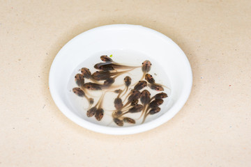 Tadpole in white bowl.