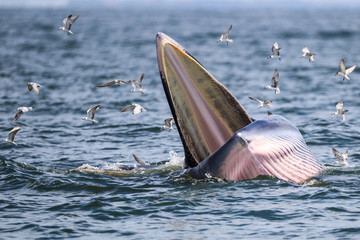 Bryde's whale, Eden's whale eating fish