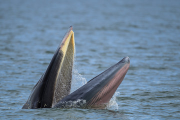 Naklejka premium Bryde's whale, Eden's whale in gulf of Thailand