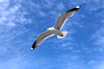 Mediterranean white seagull