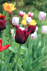 Dark red tulip flower