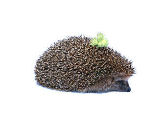 Forest hedgehog with nuts on the back isolated