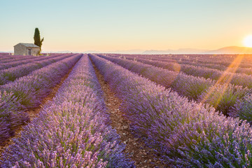 France, Valensole Plateau, Provence, Europe. Lavender field, sunset and flowering