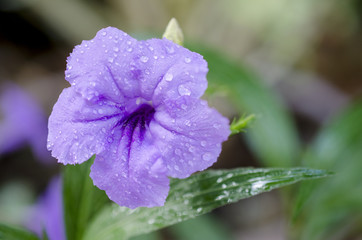 purple flower on summer