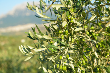 Olive trees garden, mediterranean olive field ready for harvest.