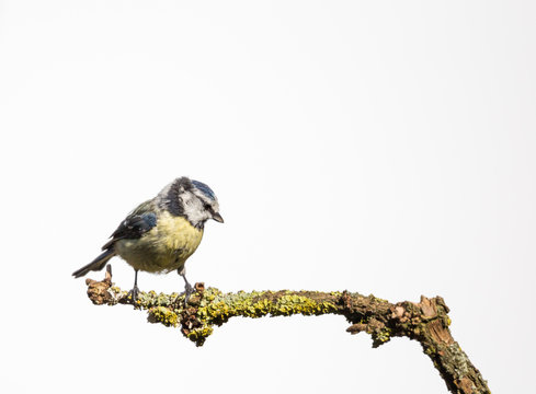 m&eacute;sange &agrave; t&ecirc;te bleue