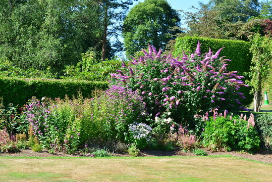 Buddleja shrub at a country estate in England in summertime