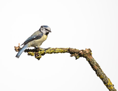m&eacute;sange &agrave; t&ecirc;te bleue