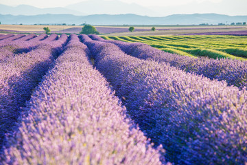 Plakat Valensole, Provence, France. Lavender field full of purple flowers